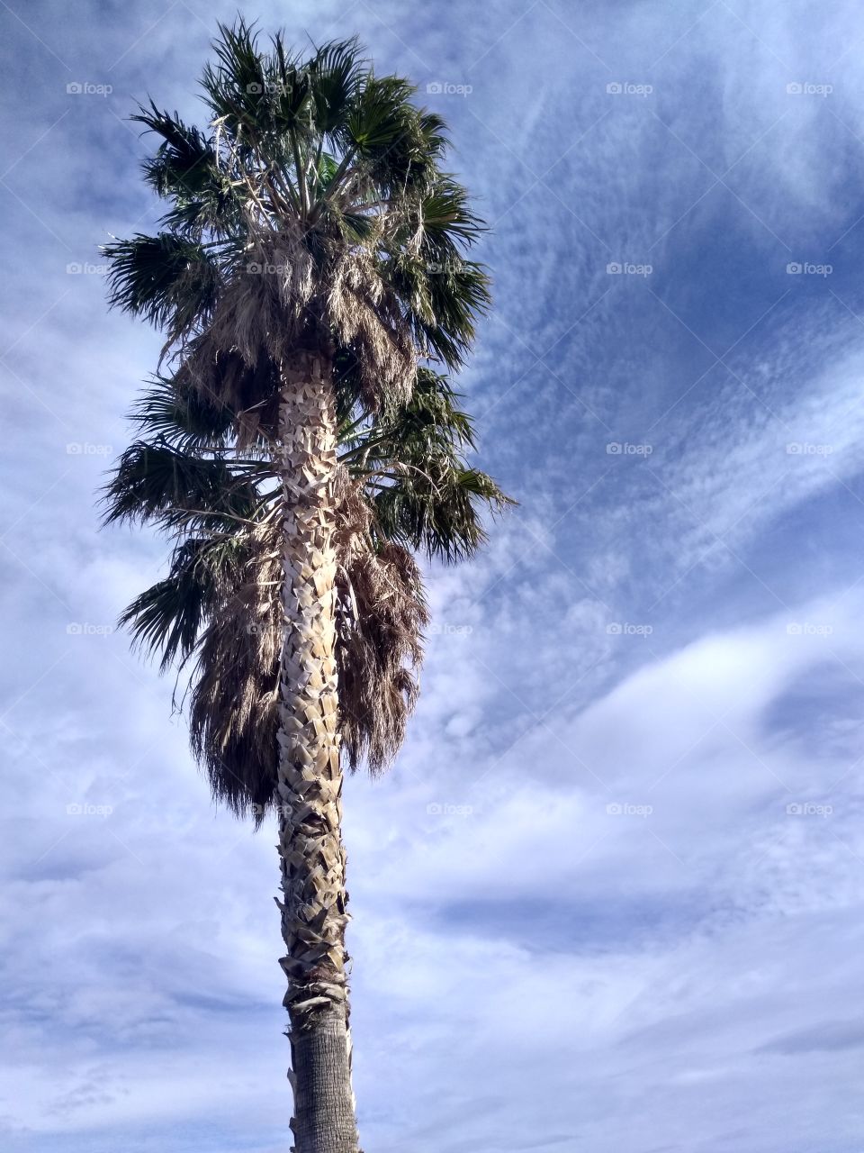 palm tree beauty