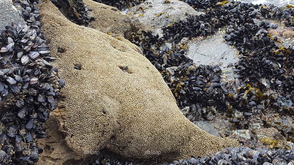 beach rock with mussels