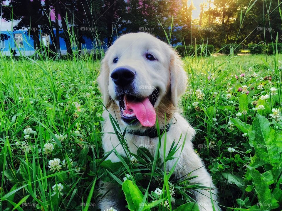 Dog with sticking out tongue