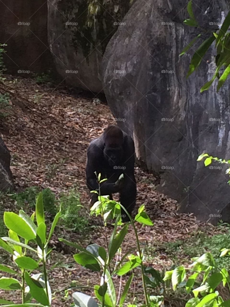 Zoo Gorilla