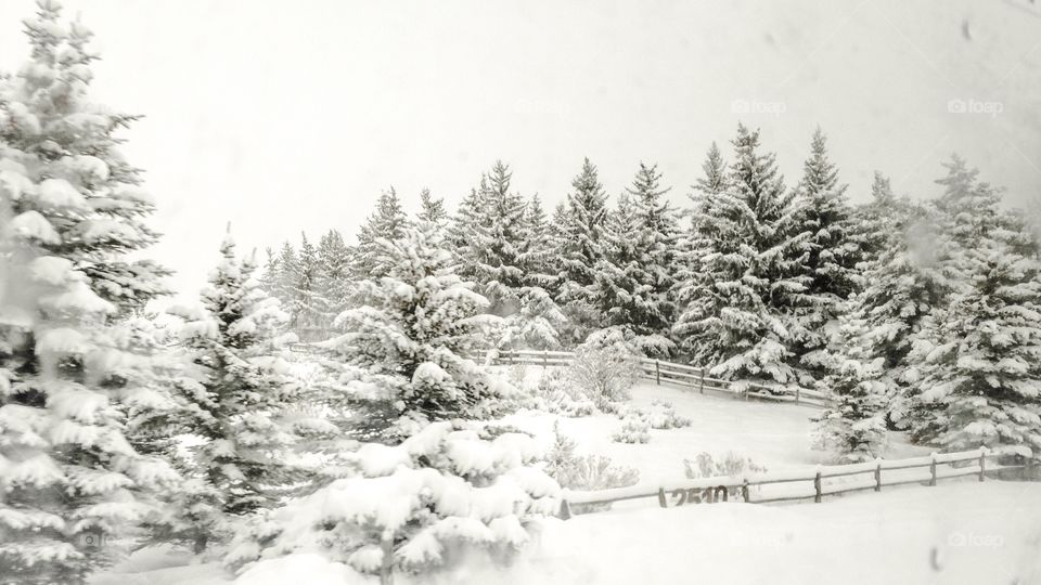 Evergreen Trees in winter snowstorm Utah 