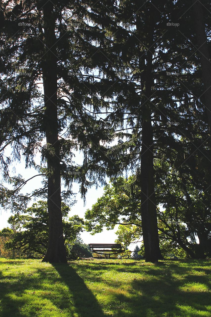 In a world of trees sits a bench