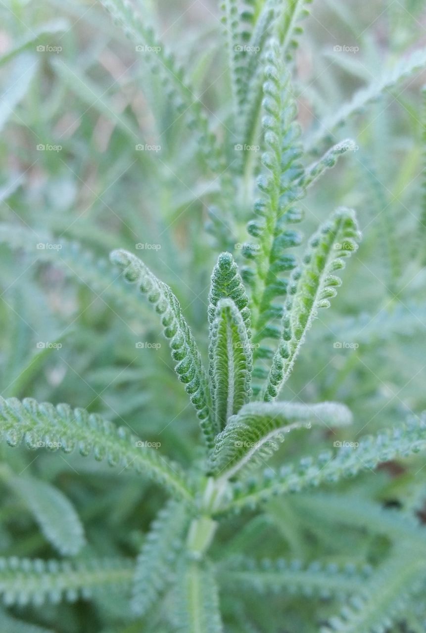 Leafy plants