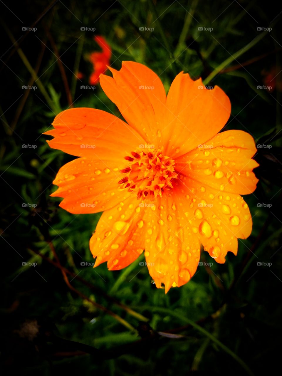 water drop in flower
