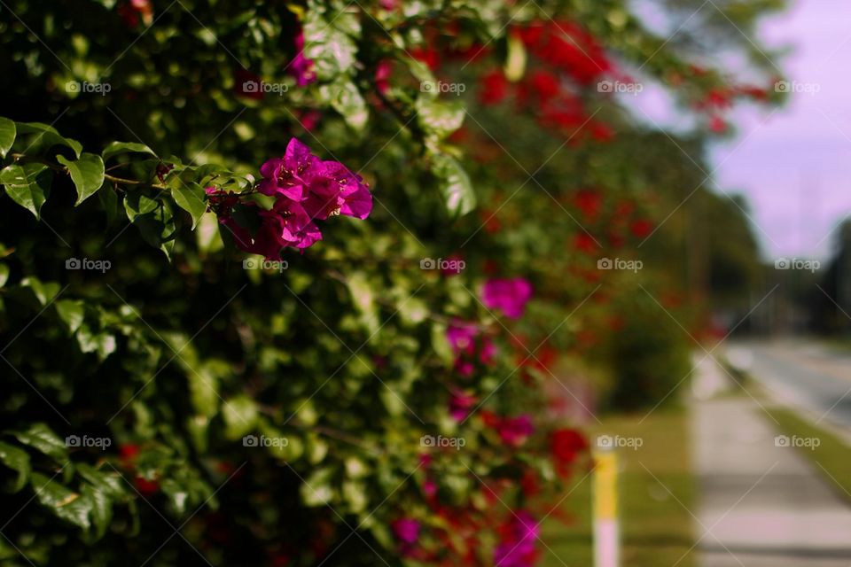 FLOWER BUSH