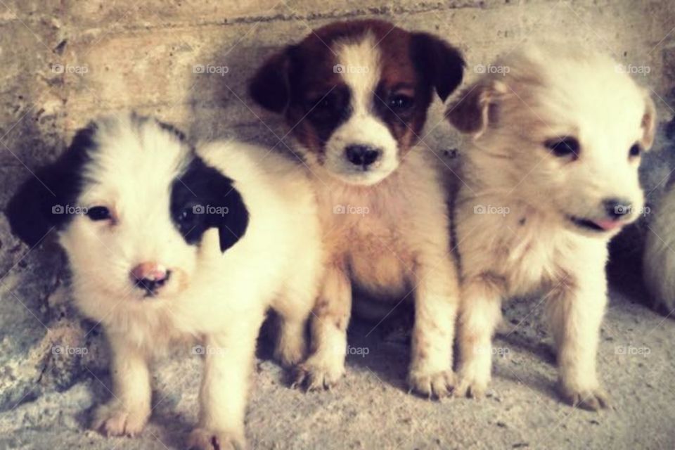 Puppies found  🐶 🐶 🐶 
