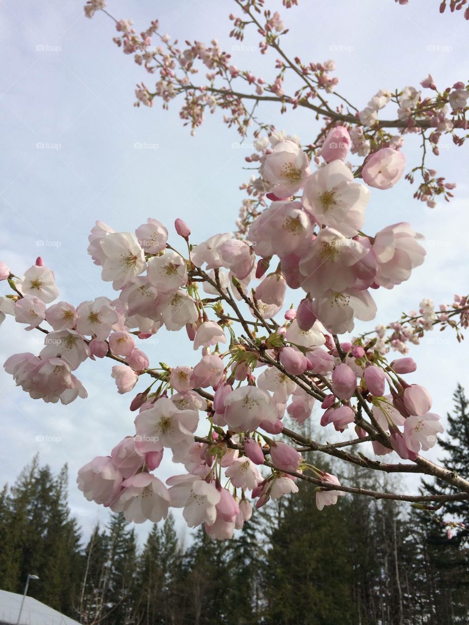 Beautiful soft pedal pink and white cherry blossoms in early spring in British Columbia