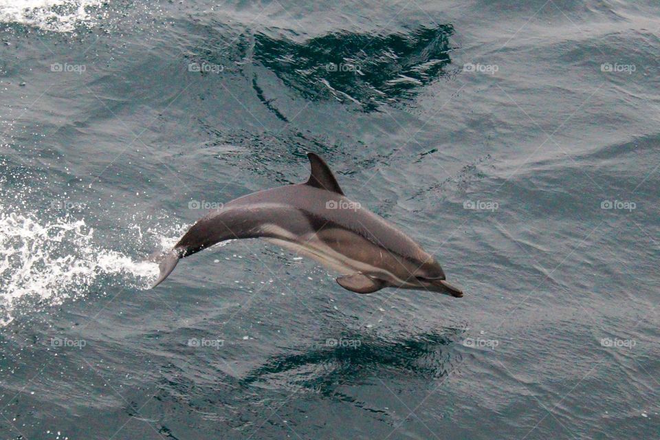 jumping dolphin