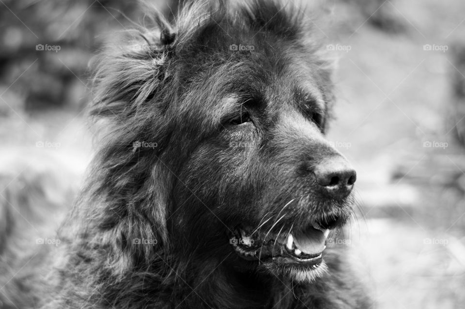 Old Caucasian shepherd dog in hot weather close up. Black and white photo