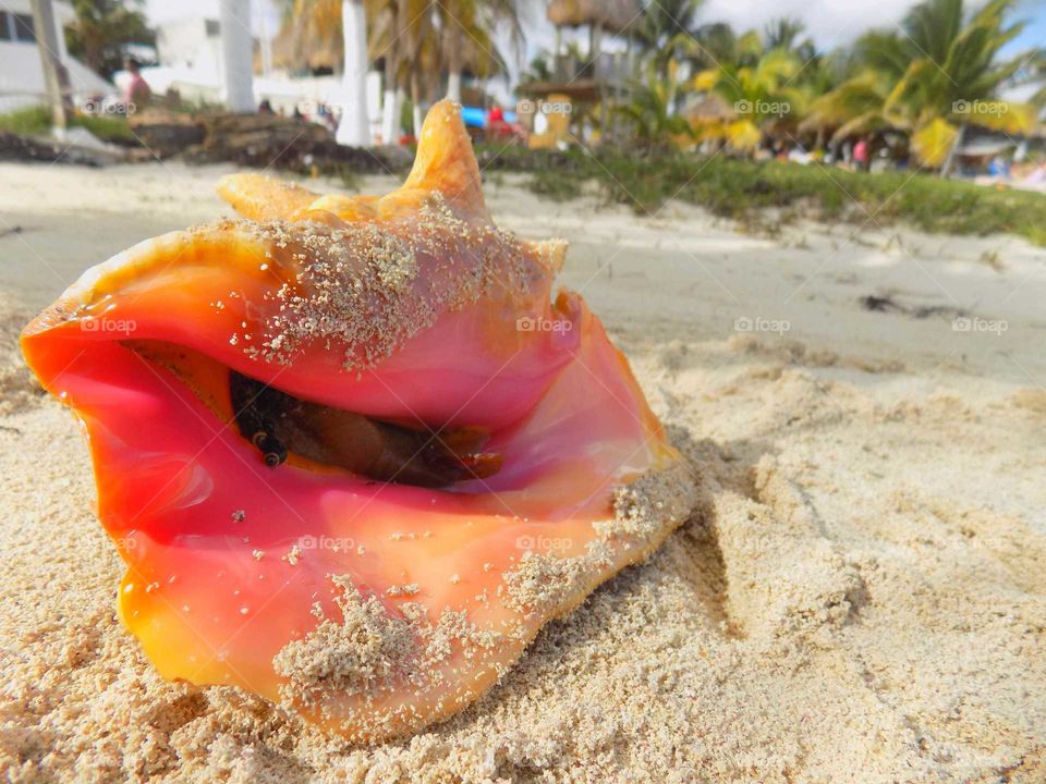 Sea shell on Costa Maya's sandy beach.