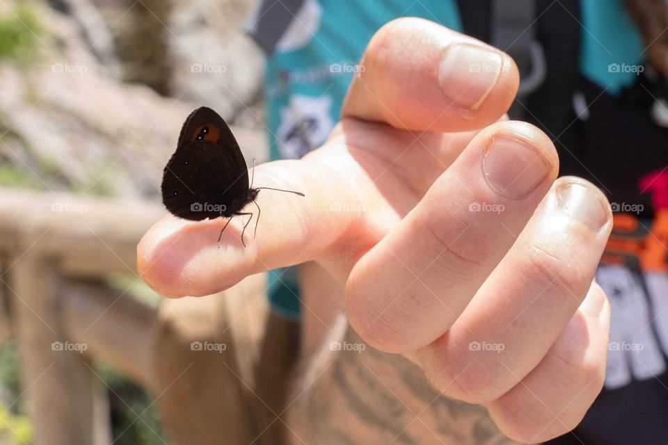 butterfly on finger