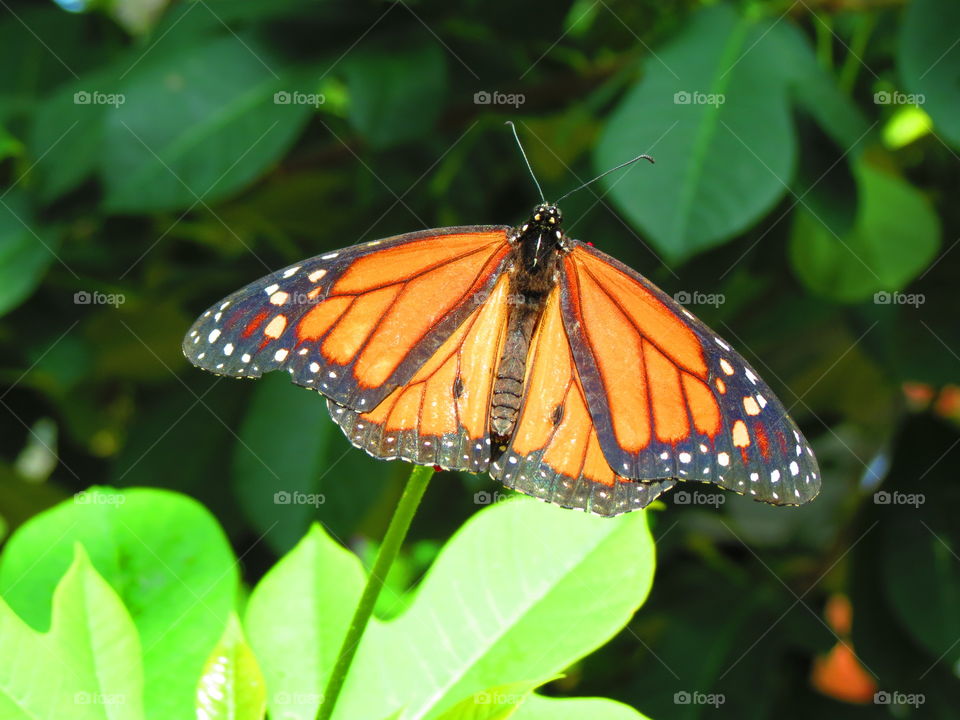 Butterfly in a garden background.