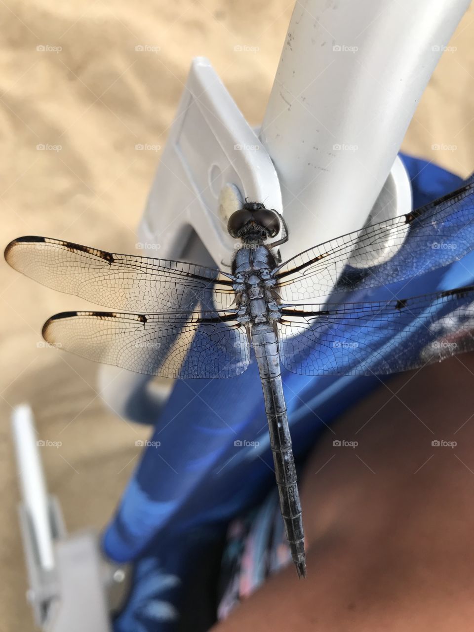 Dazzling Dragonfly at the beach 