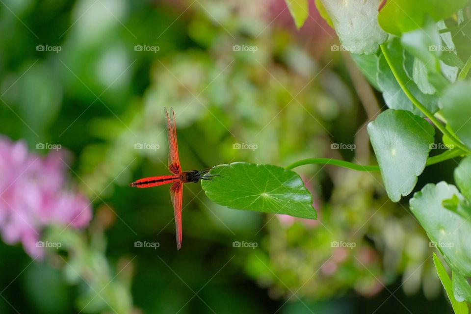 dragonfly in the leaves