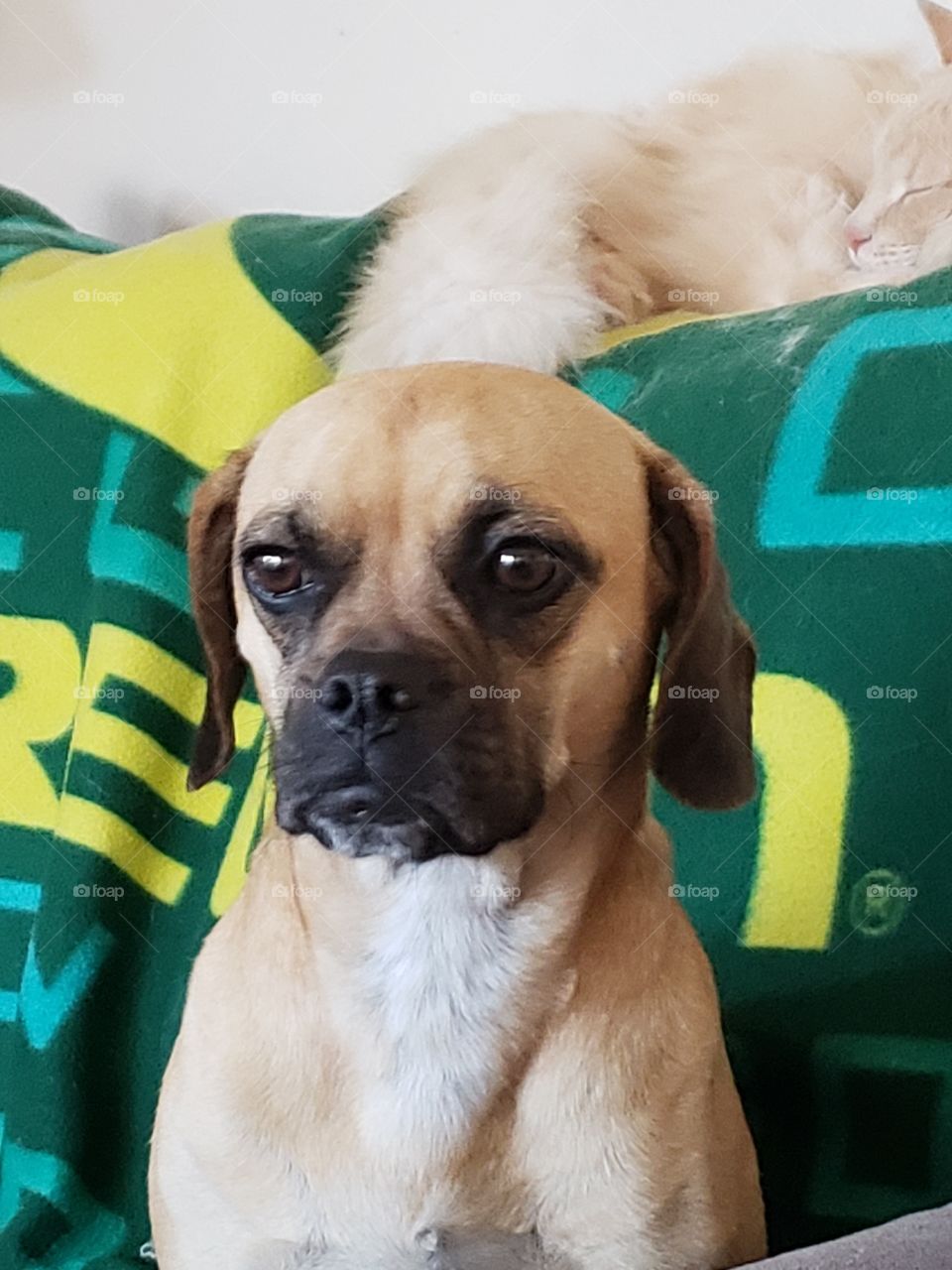 dog and cat together