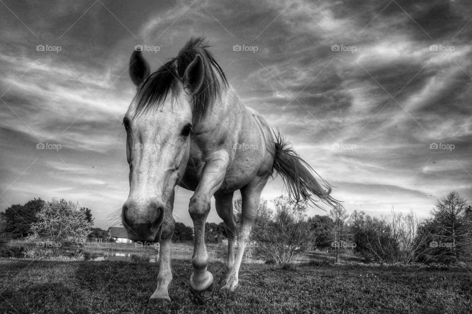 a gray horse with her tail blowing in the wind walks towards the camera in a field in front of a pond in black and white with motion