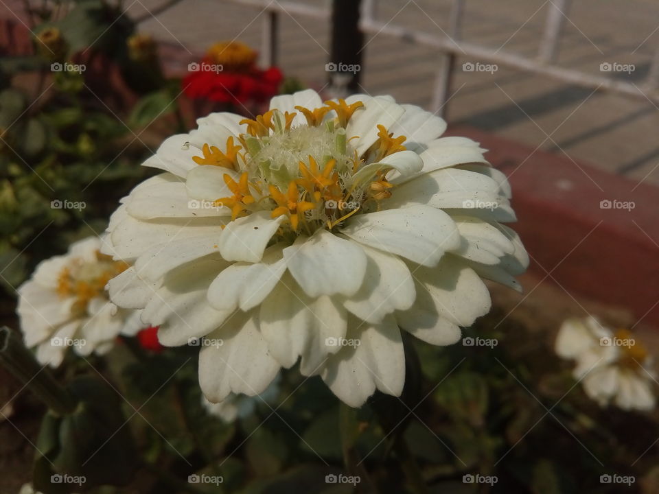 flower 2017/09/27 
028 
#আমার_চোখে #আমার_গ্রাম #nature #flower #eukaryota #plantae #angiosperms #eudicots