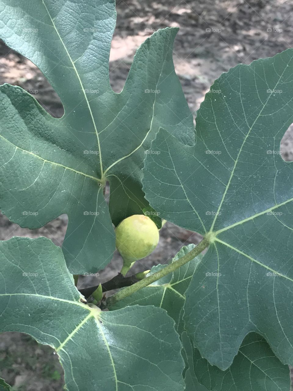 A green fig growing on a healthy branch of beautiful green leaves on a backyard tree in July. 