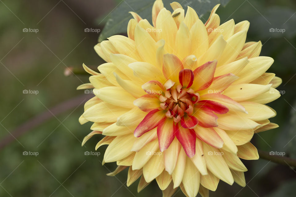 Yellow dahlia with red center and accents