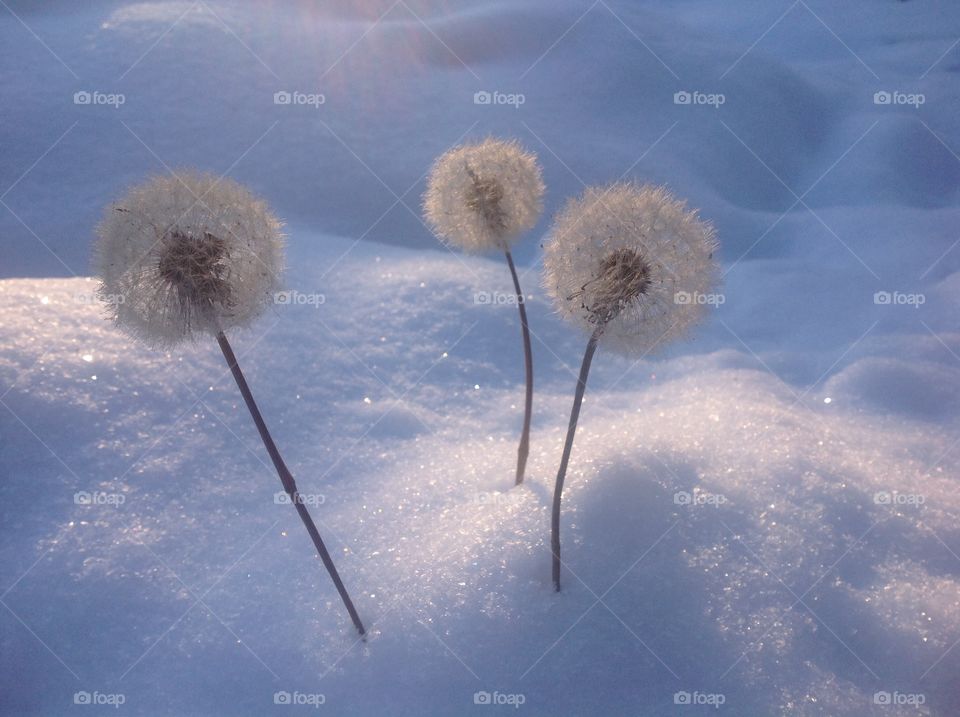 Dandelions against the background of snow