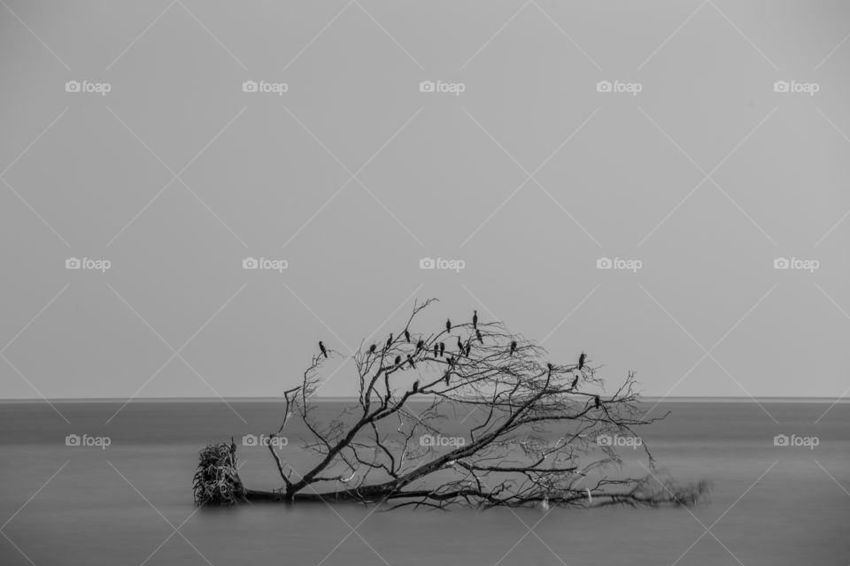 Dead tree in the sea in black and white