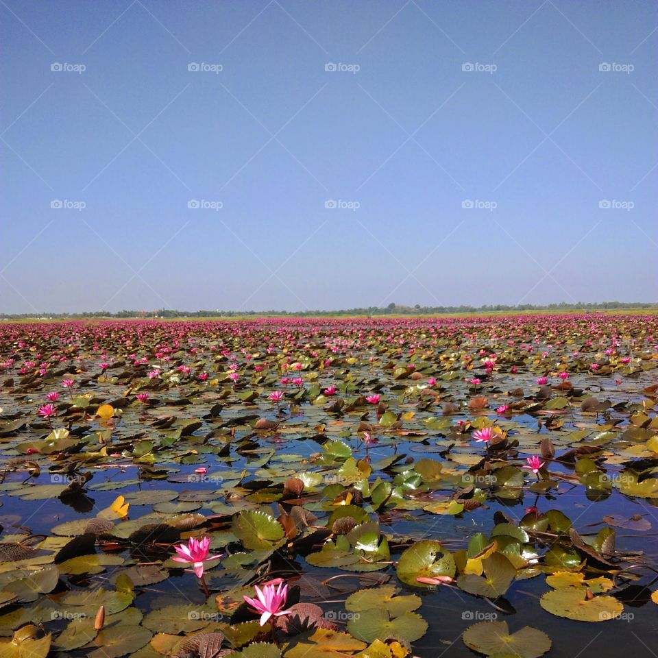 Beautiful lake of red lotus with blue sky.