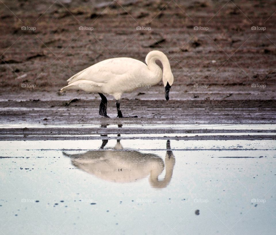 Trumpeter swan and reflection 