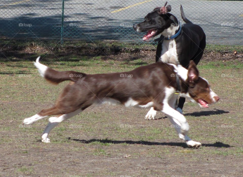 dogs park run by danelvr032708