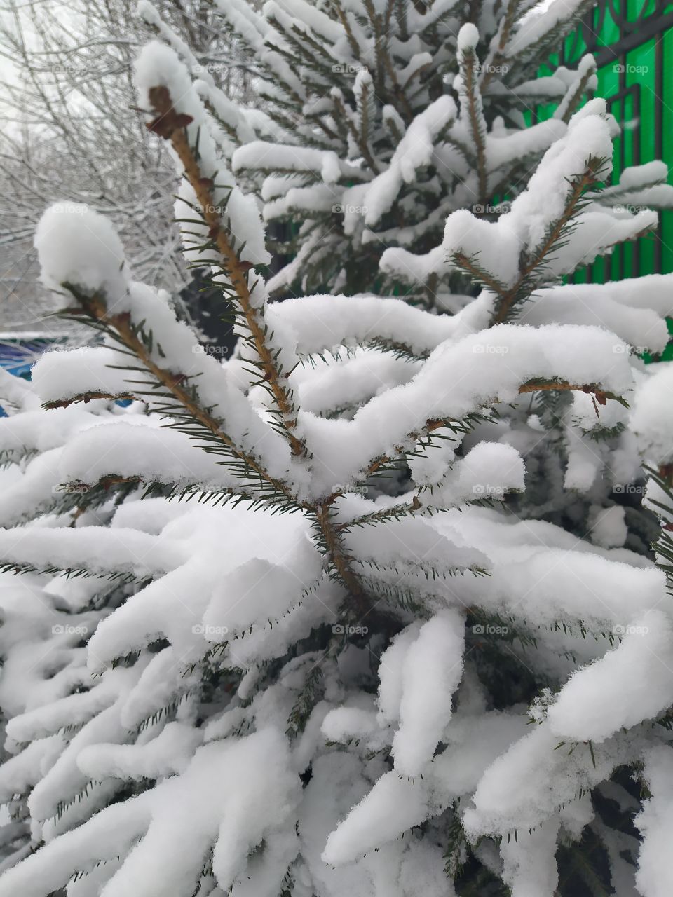 Little spruce under the snow