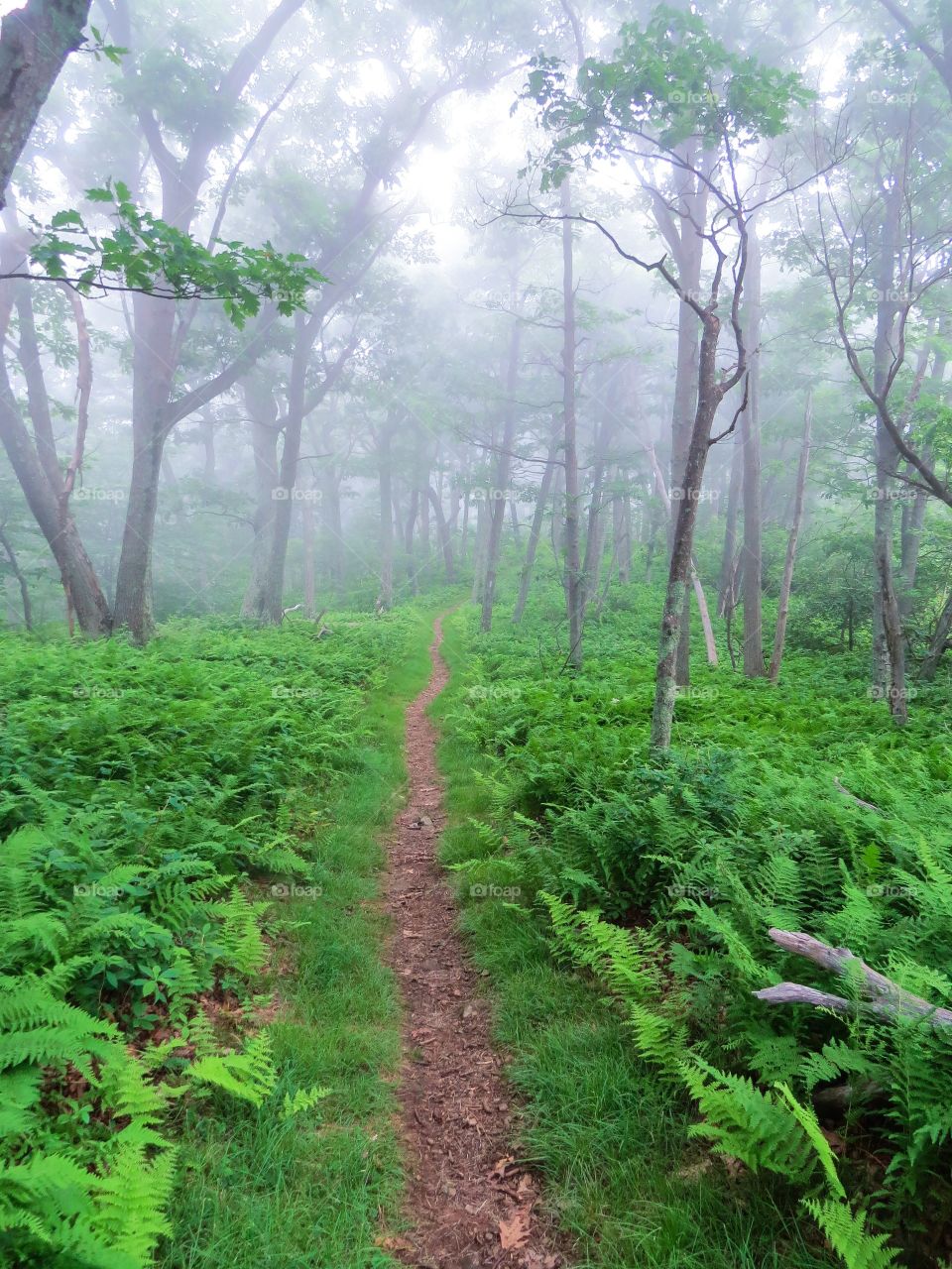 Footpath through forest between fern plant