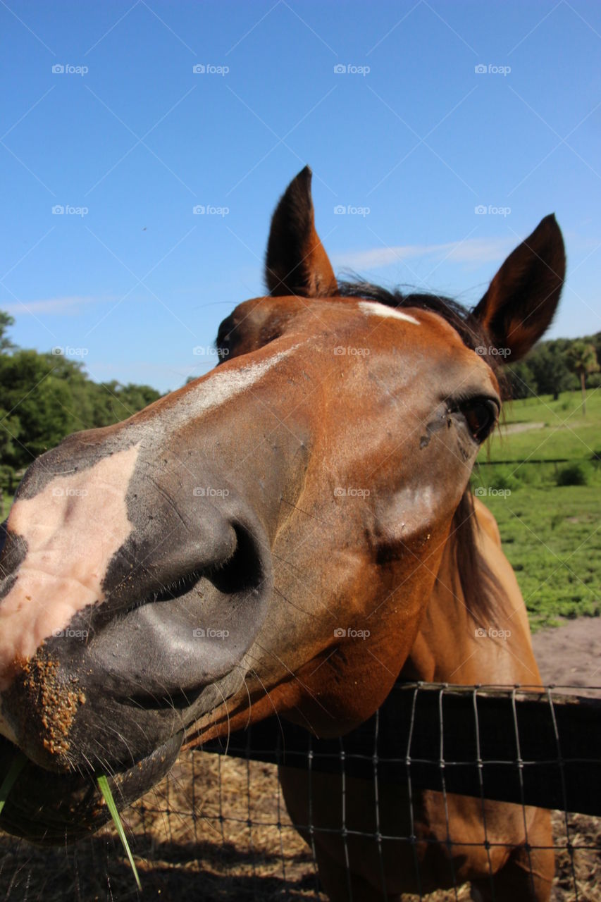 Feeding grass to a horse