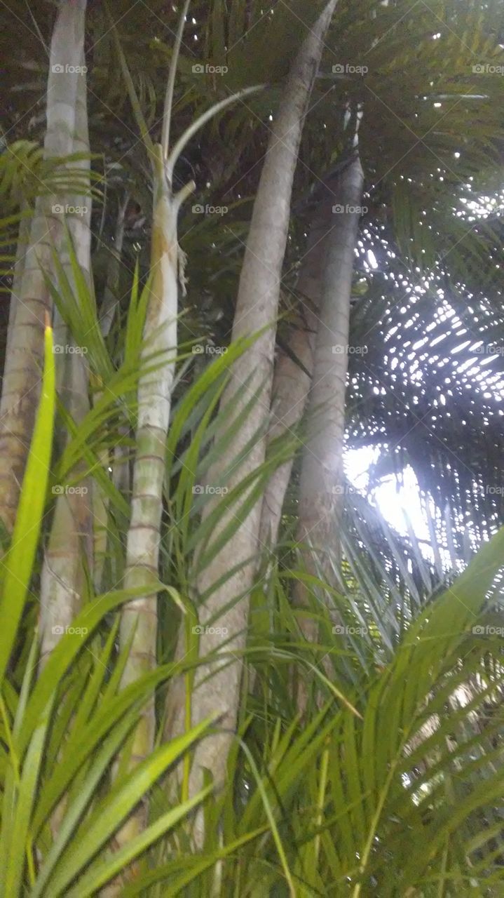 areca Palms