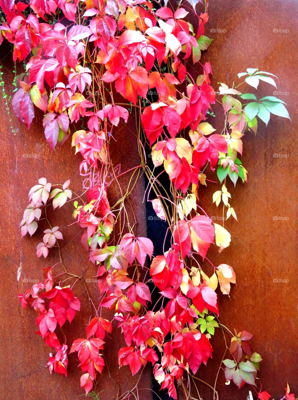 colourful plant on rusty wall