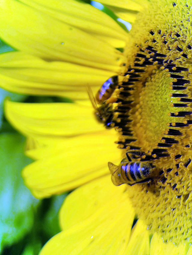 bees on flower pollen