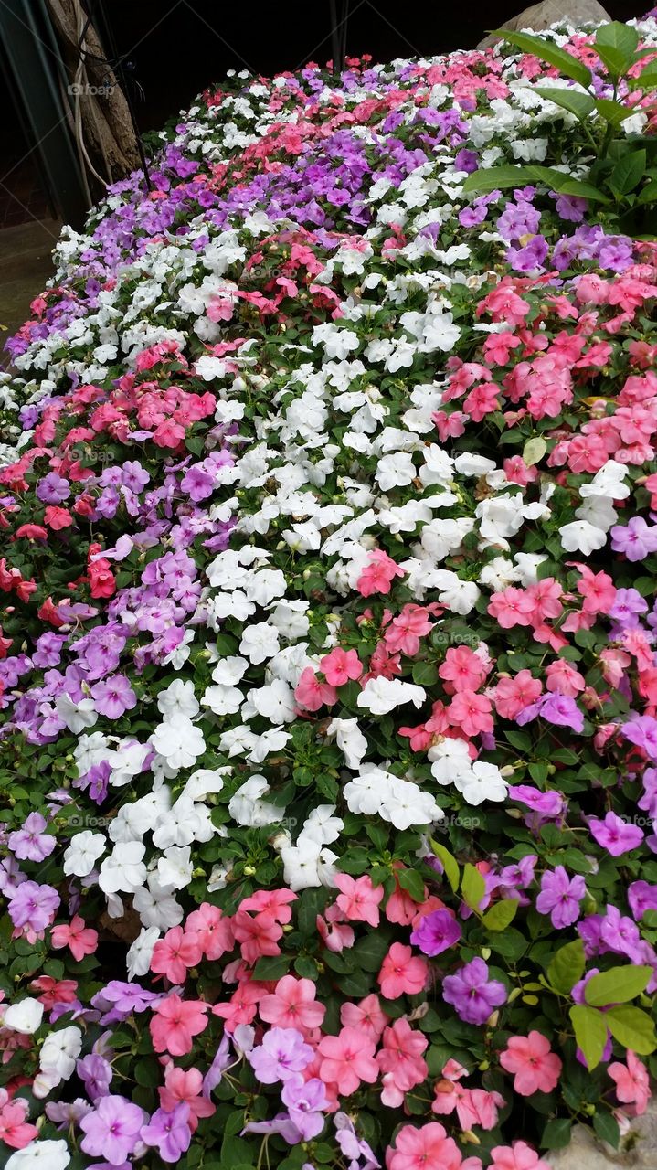 impatiens