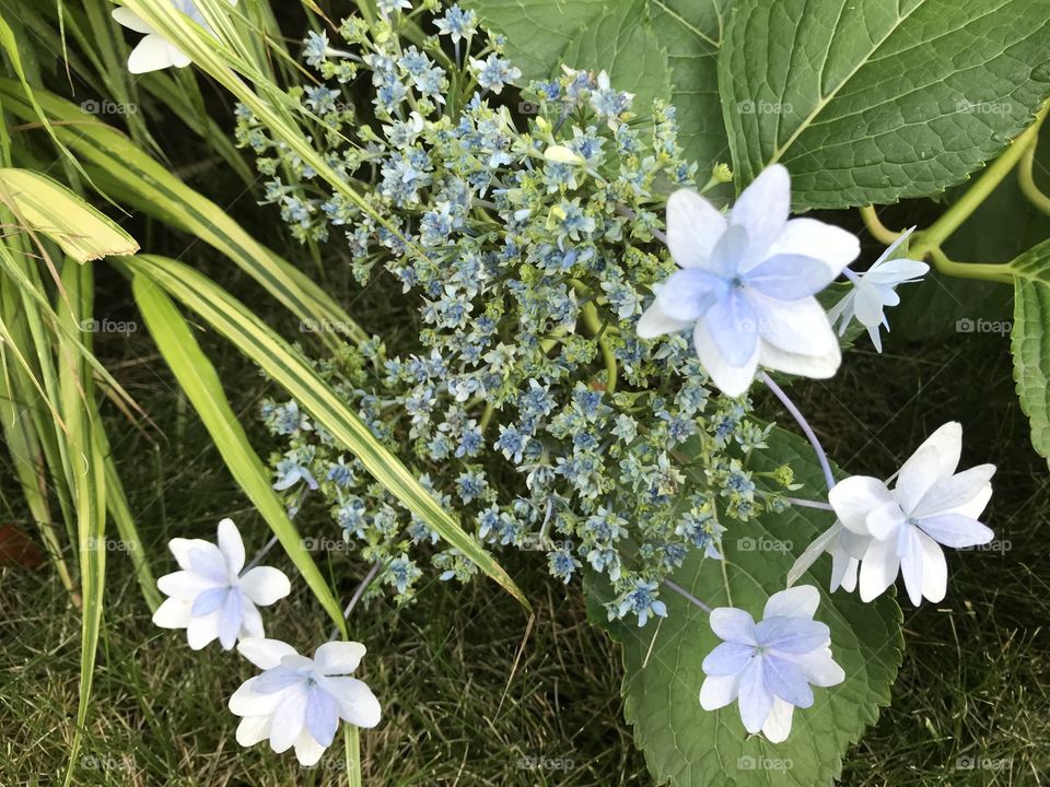 Beautiful, powdery blue and white flower blooming from a bush near the ground. Grass is the undercover. 