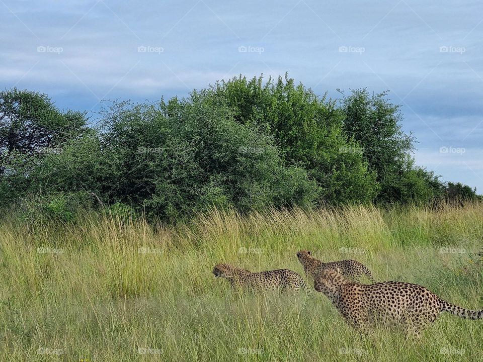 three cheethas on the hunt in the grassland