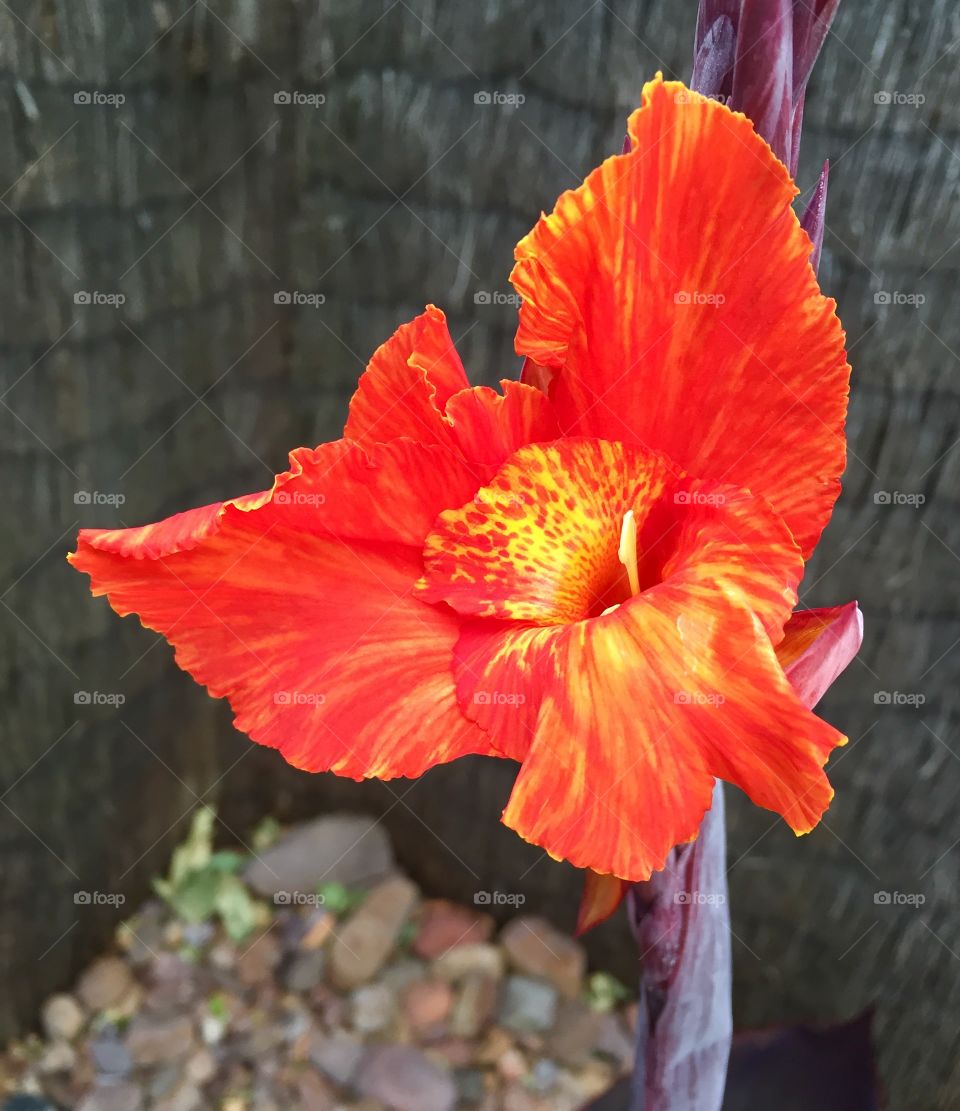 Colourful Red flower 