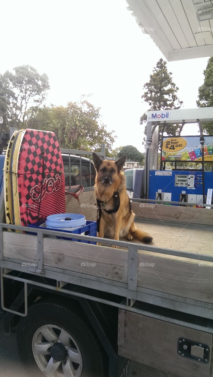 dog waits for the surf