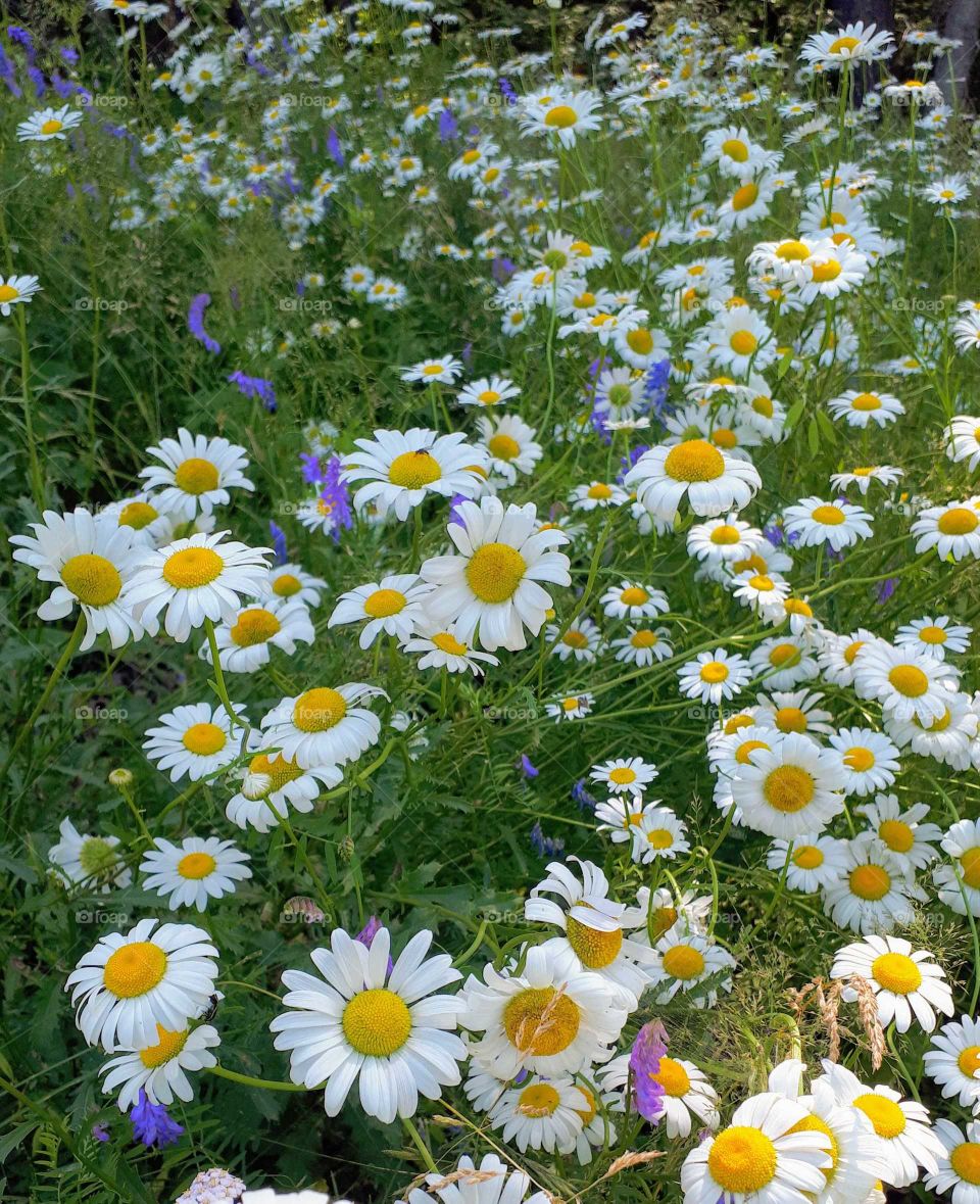 a field of summer daisies