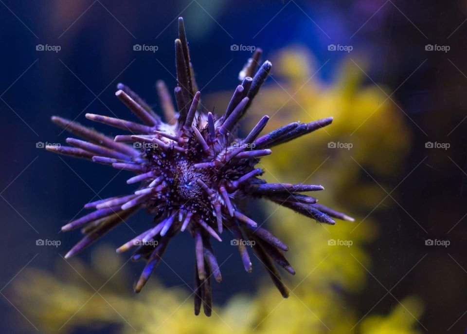 purple sea urchin on aquarium wall