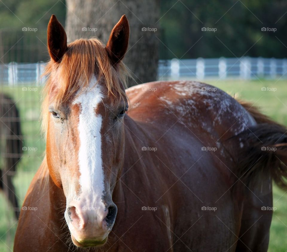 Portrait of brown horse