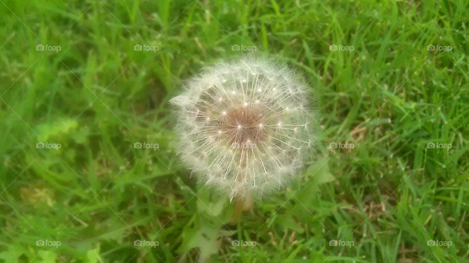 dandelion. this is a picture of a calm day ,no wind