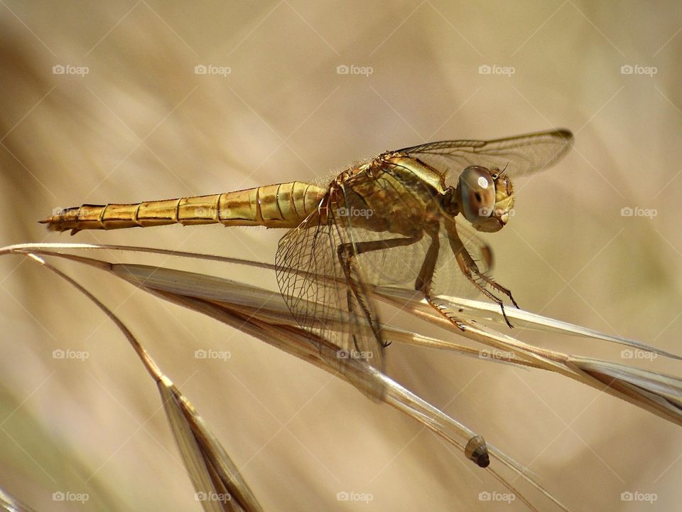 Dragonfly 