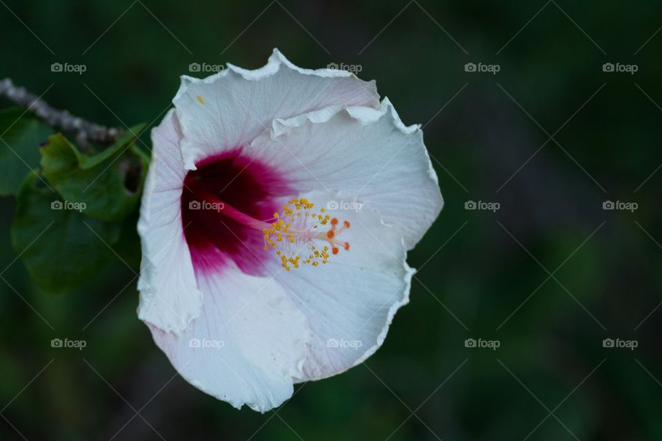 Hibiscus