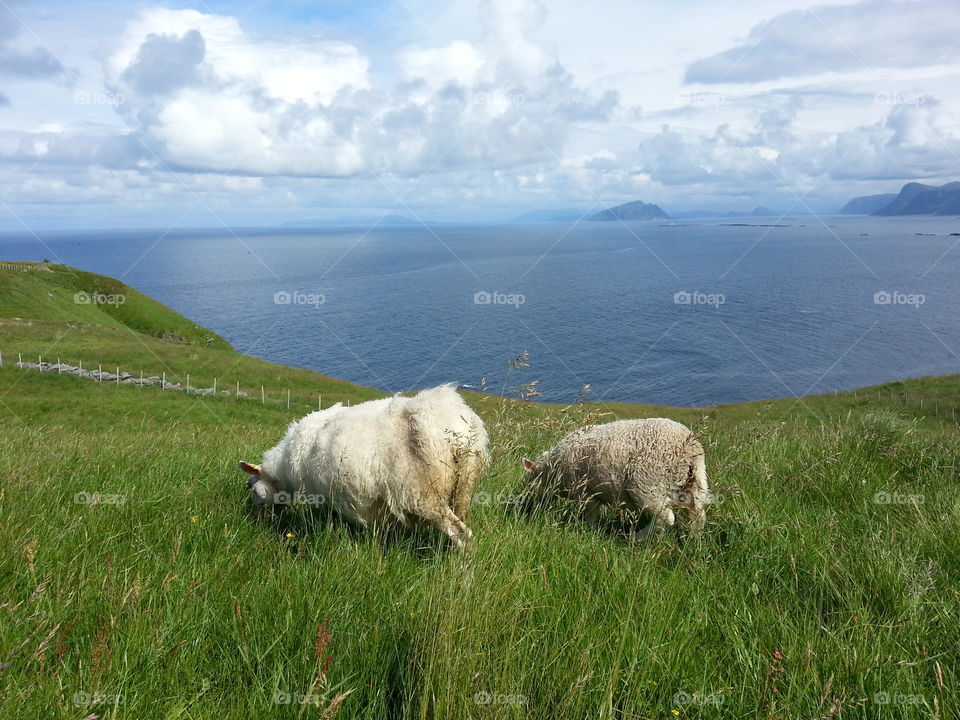 Summer vacation in Norway Runde island.