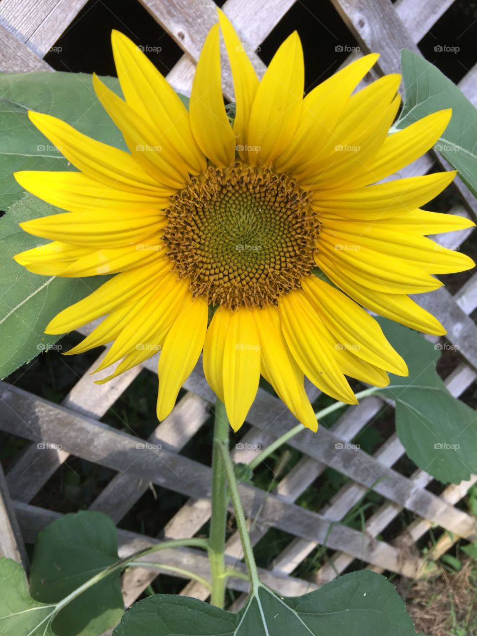 Sunflower 