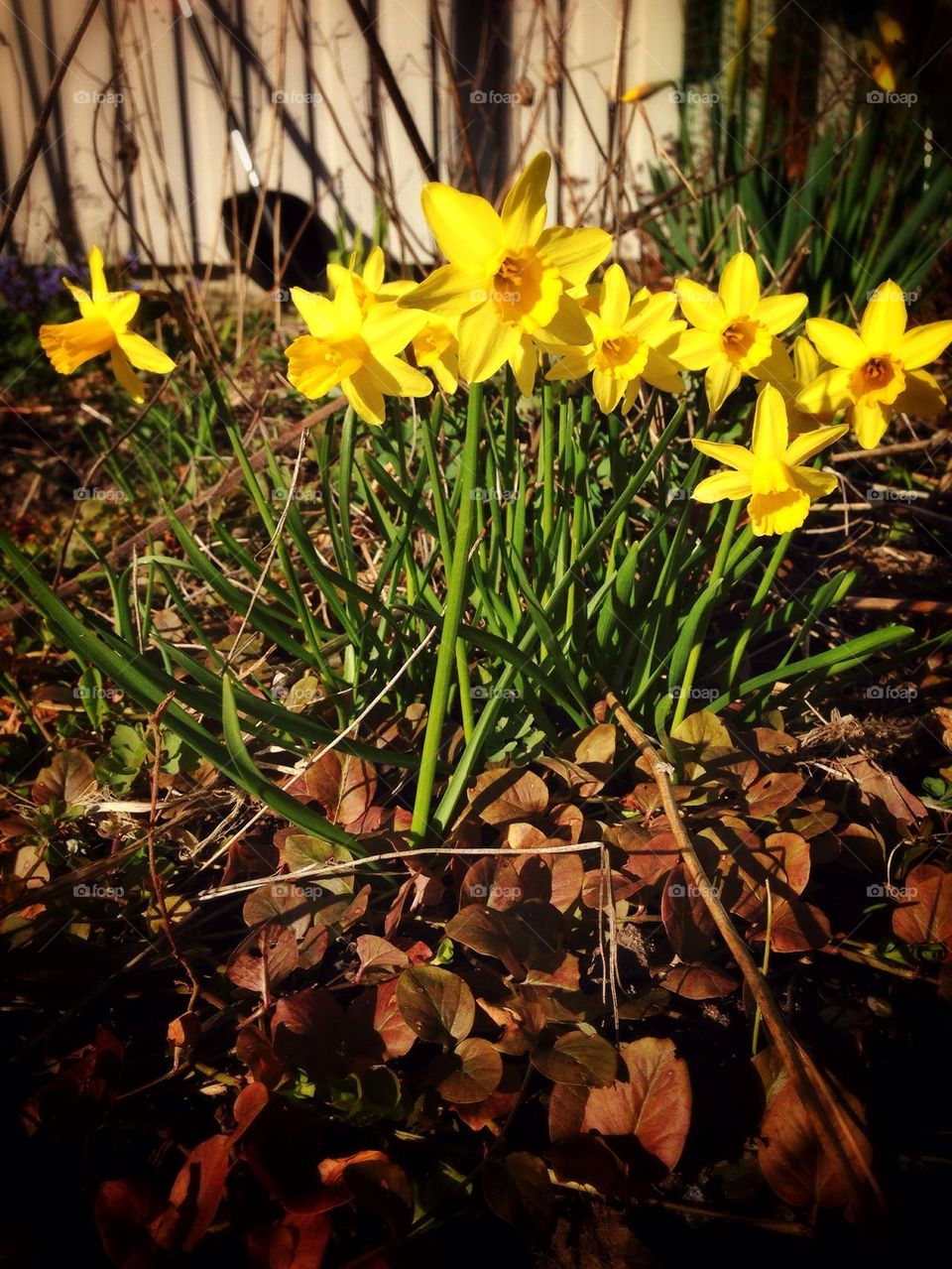 Spring in Sweden