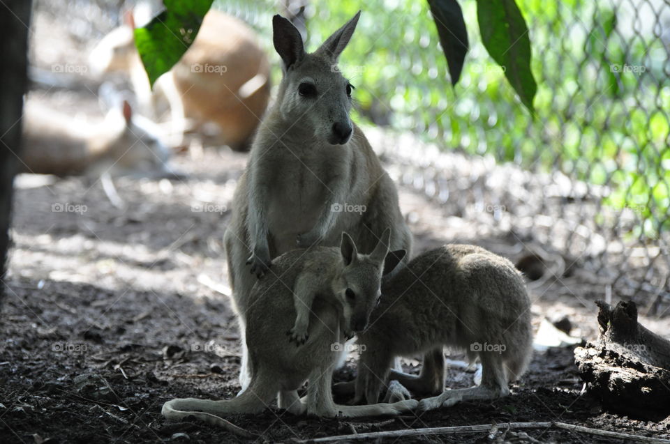 Mama cangaroo with babies