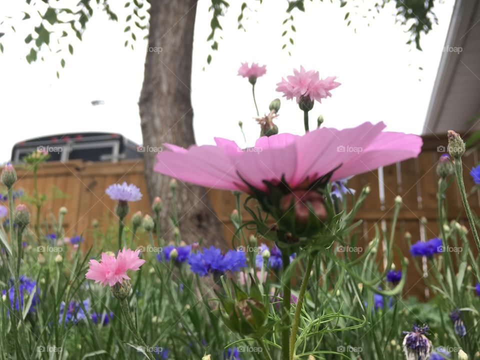 Pink flower 